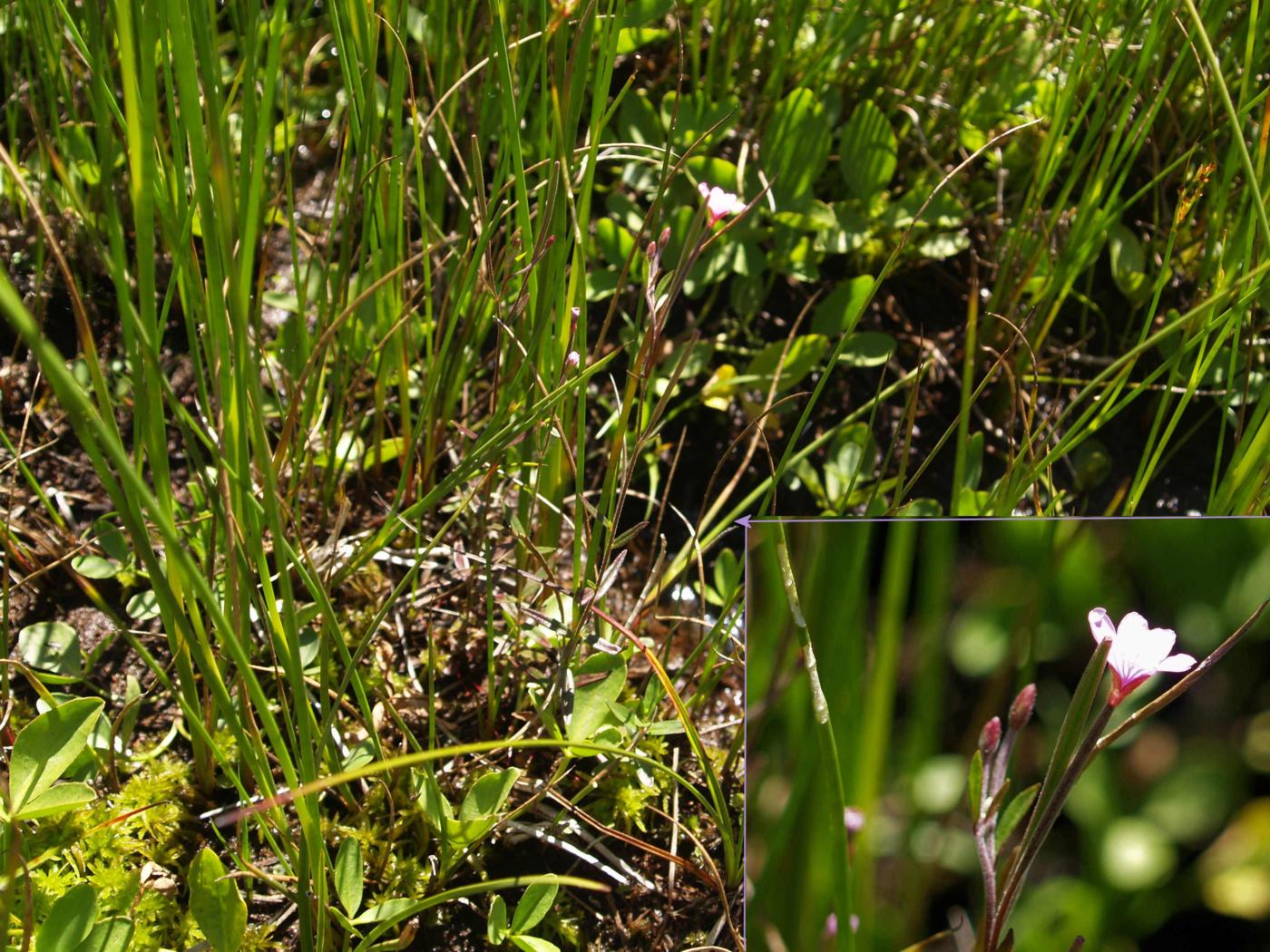 Willow-herb, Marsh plant